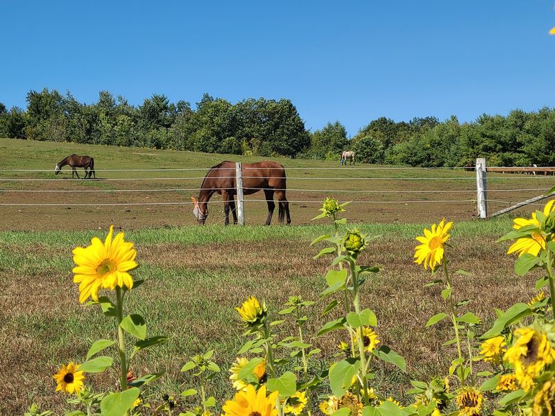 Horses, Chicks, and Farm Animal Charm