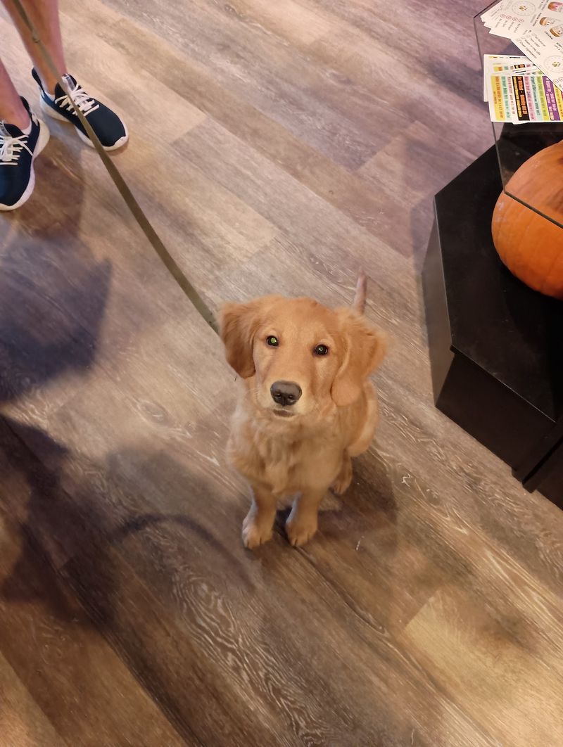 Hours, Planning Notes, And A Soft Tail-Wag Verdict Hours, Planning Notes, And A Soft Tail-Wag Verdict