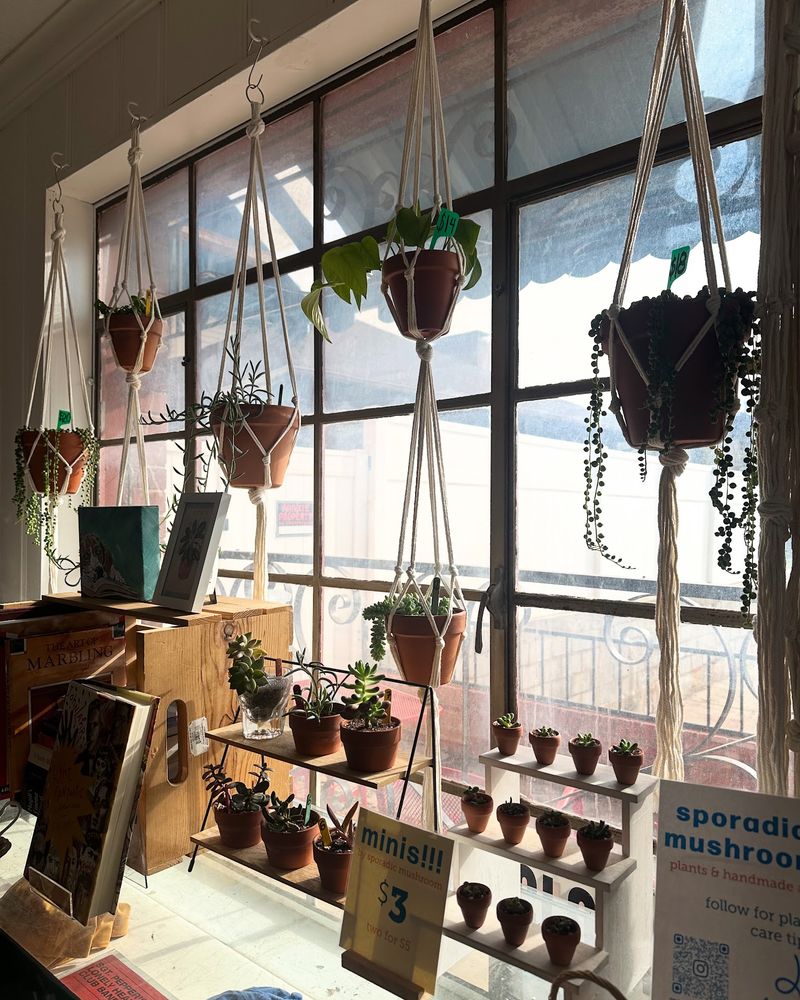 Houseplants And The Atmosphere They Build