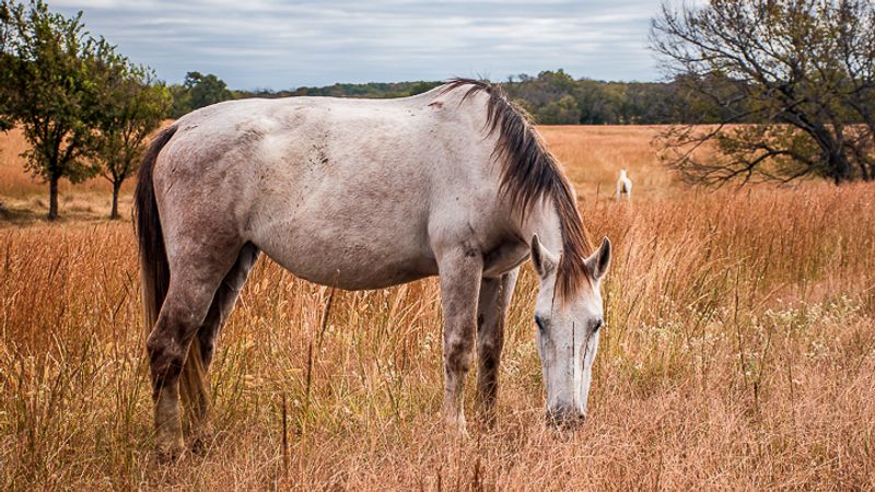 How Mowdy Ranch Fits Into an Oklahoma Road Trip How Mowdy Ranch Fits Into an Oklahoma Road Trip