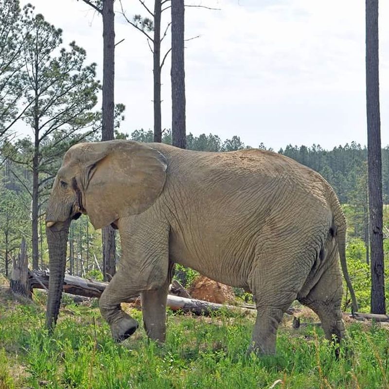 How Rescued Giants Found a Home Here How Rescued Giants Found a Home Here