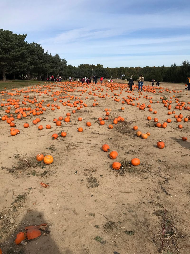 How a Simple Apple Farm Transformed Into a Fall Destination