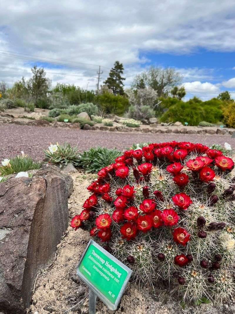 How the High Desert Comes Alive with Color Each Spring