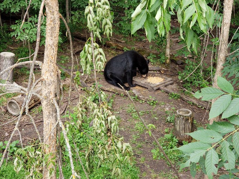 How the Sanctuary Keeps Both Bears and Visitors Safe