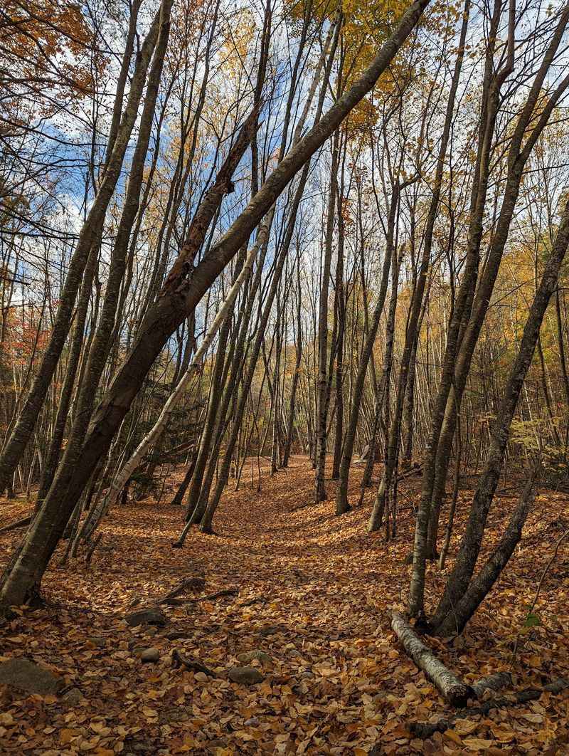 How the Seasons Transform the Same Trail Into Four Different Experiences How the Seasons Transform the Same Trail Into Four Different Experiences