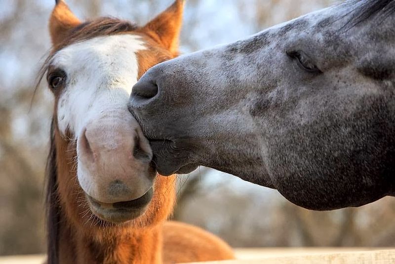 How to Report an Animal in Need How to Report an Animal in Need