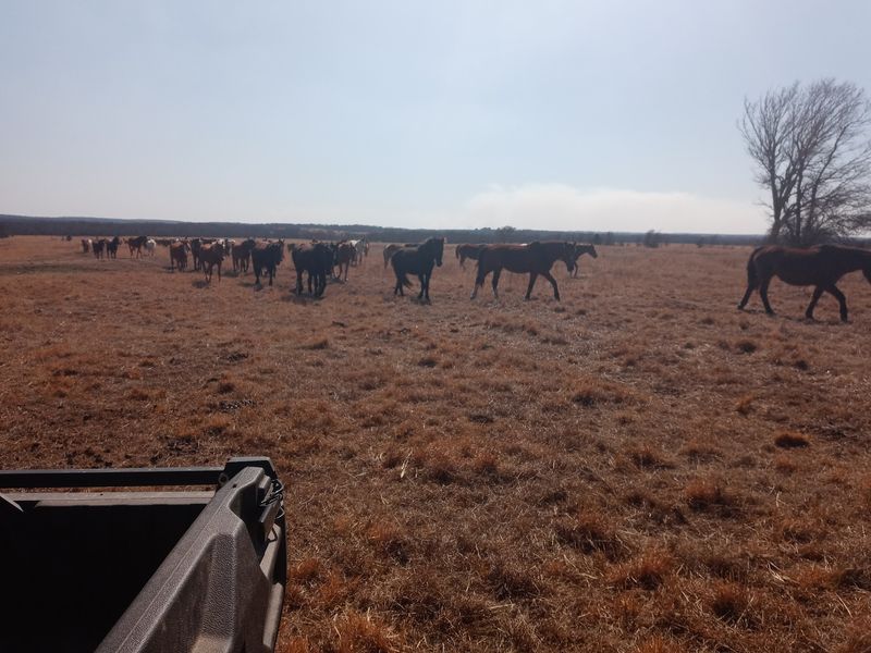 Hundreds of Wild Mustangs Roaming Free Hundreds of Wild Mustangs Roaming Free