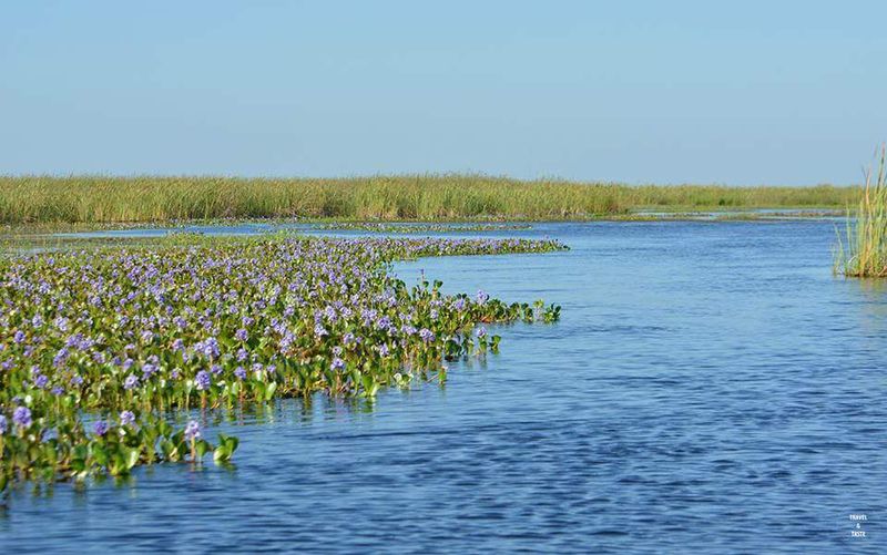 Iberá Wetlands, Argentina Iberá Wetlands, Argentina