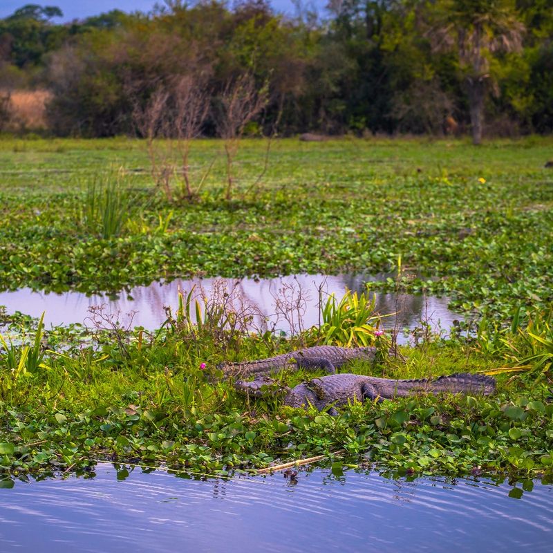 Ibera Wetlands Ibera Wetlands