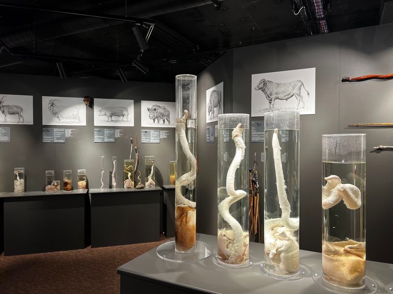 Icelandic Phallological Museum - Reykjavik, Iceland Icelandic Phallological Museum - Reykjavik, Iceland