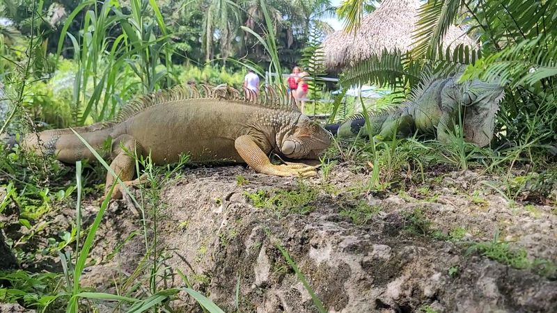 Iguanas, Goats, and a Farm Full of Friends Iguanas, Goats, and a Farm Full of Friends