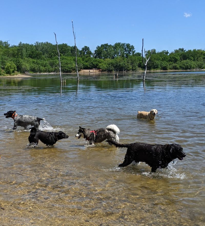 Independence Grove Off-Leash Dog Area, Libertyville, IL Independence Grove Off-Leash Dog Area, Libertyville, IL