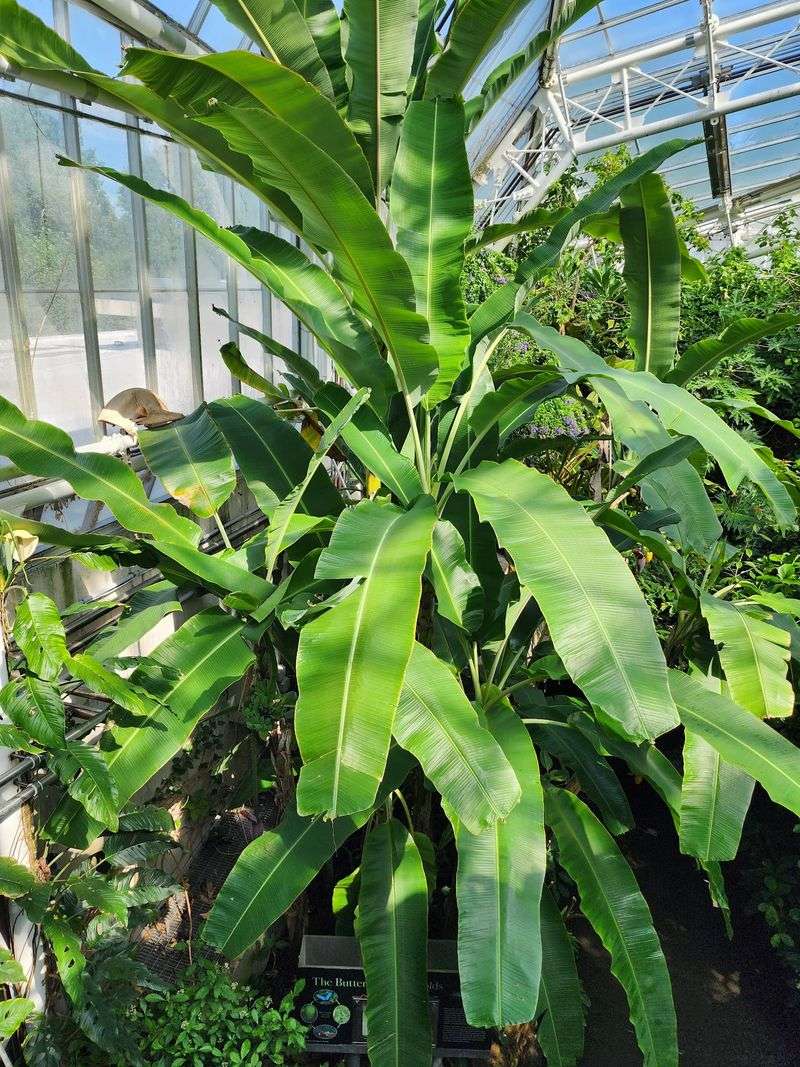 Interactive Plants and Touch-and-React Wonders