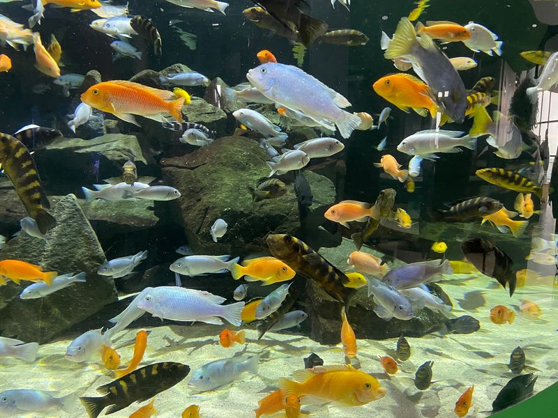 Invasive Species Awareness Done Right Invasive Species Awareness Done Right