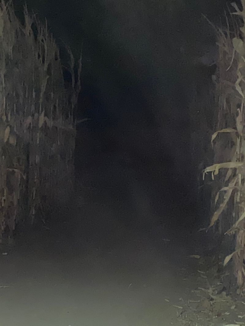 Is It a Maze or a Trail Is It a Maze or a Trail