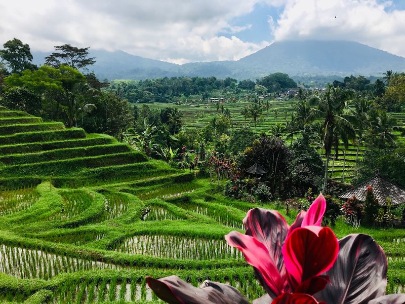 Jatiluwih Rice Terraces, Bali, Indonesia Jatiluwih Rice Terraces, Bali, Indonesia