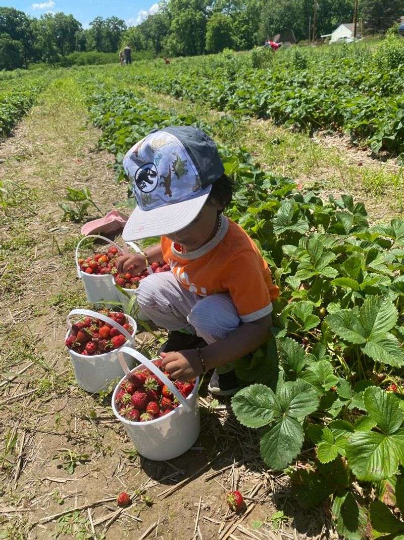 Jefferies Orchard, Springfield, IL Jefferies Orchard, Springfield, IL