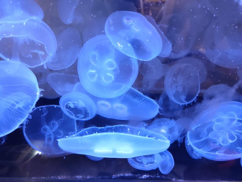 Jellyfish That You Can Actually Touch Jellyfish That You Can Actually Touch