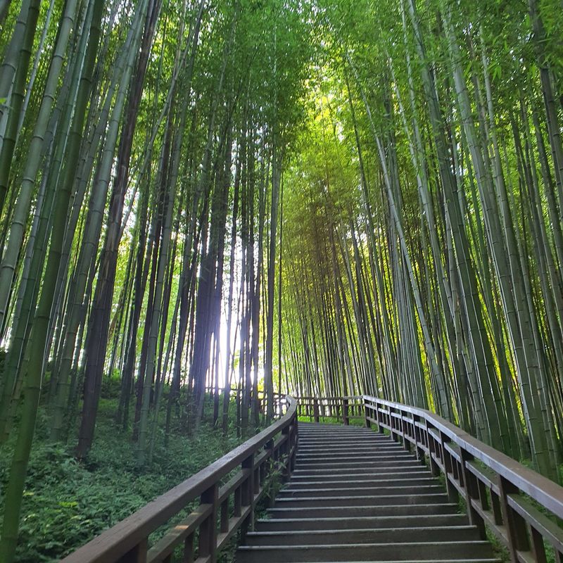 Juknokwon Bamboo Garden, Damyang, Jeollanam-do Juknokwon Bamboo Garden, Damyang, Jeollanam-do