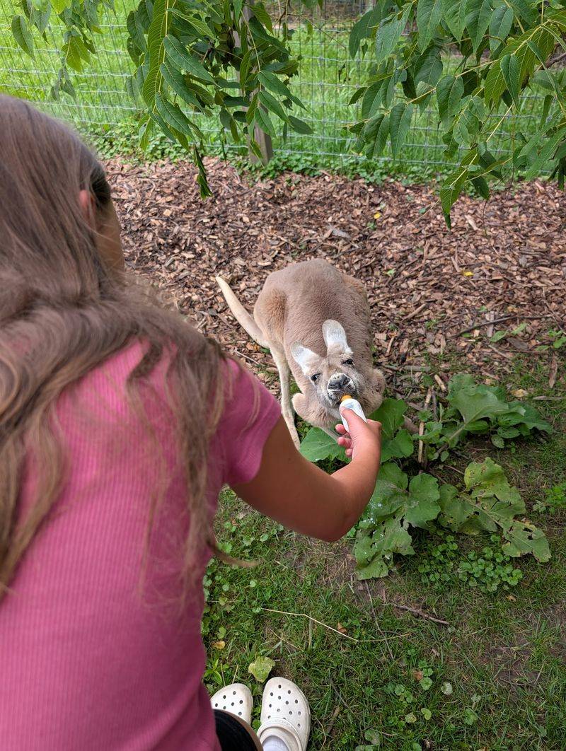 Kangaroo Encounters and Seasonal Surprises