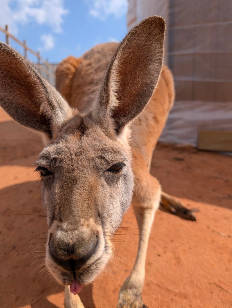 Kangaroos, Sloths, and the Unexpected Animal Lineup
