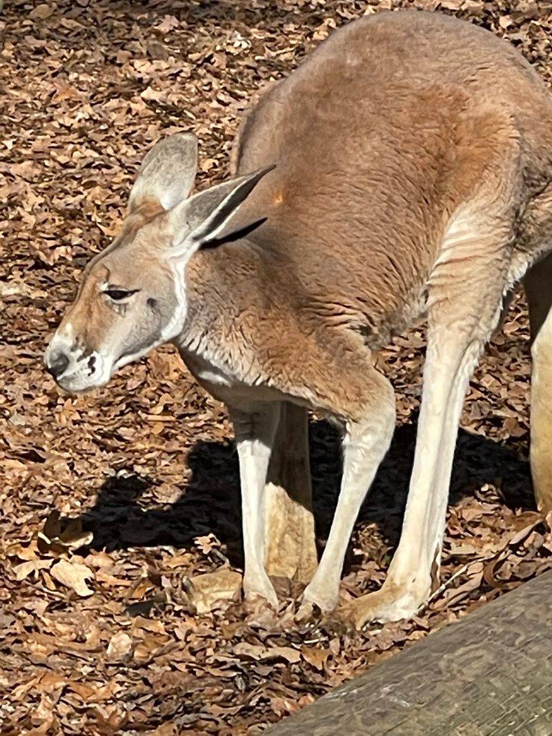 Kangaroos That Roam on Their Own Terms Kangaroos That Roam on Their Own Terms