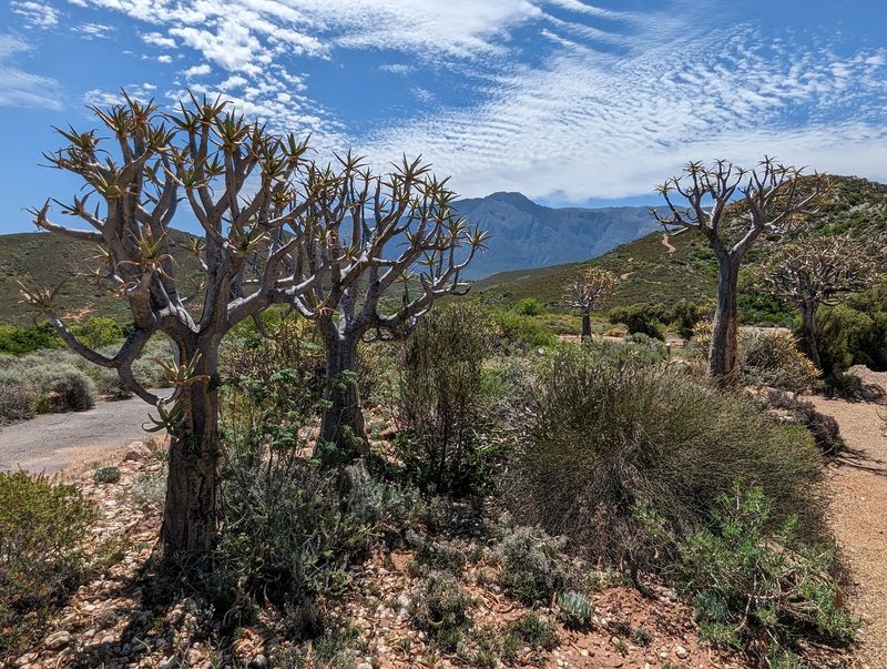 Karoo Desert National Botanical Garden, Worcester, South Africa Karoo Desert National Botanical Garden, Worcester, South Africa