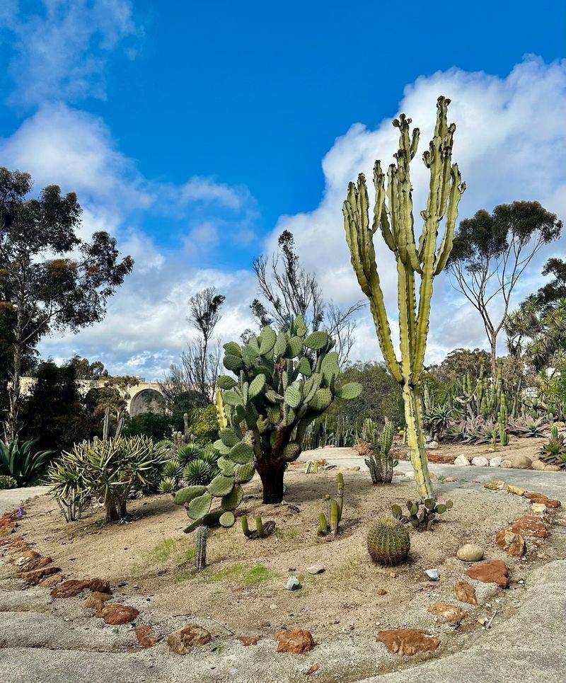 Kate O. Sessions Cactus Garden, San Diego, California Kate O. Sessions Cactus Garden, San Diego, California