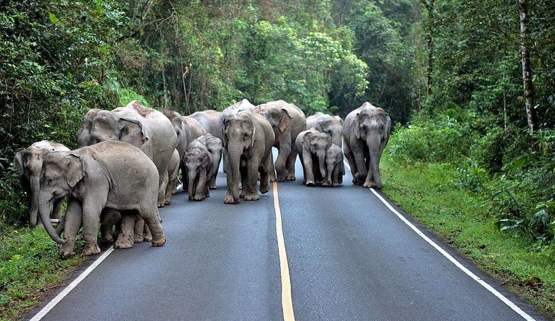 Khao Yai National Park, Nakhon Ratchasima Khao Yai National Park, Nakhon Ratchasima