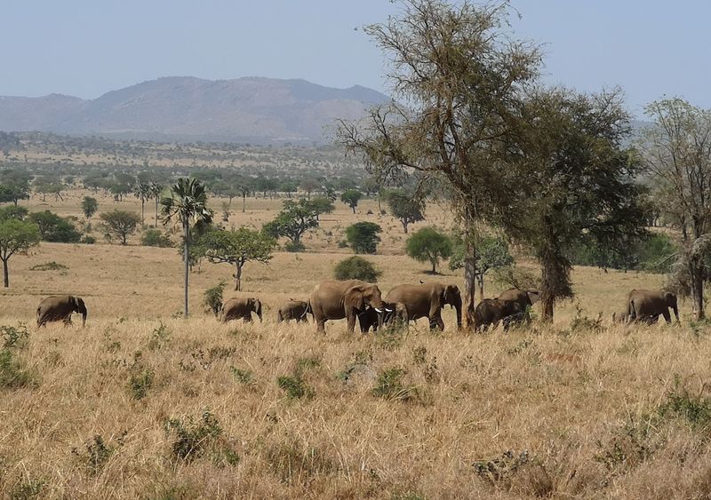 Kidepo Valley, Uganda