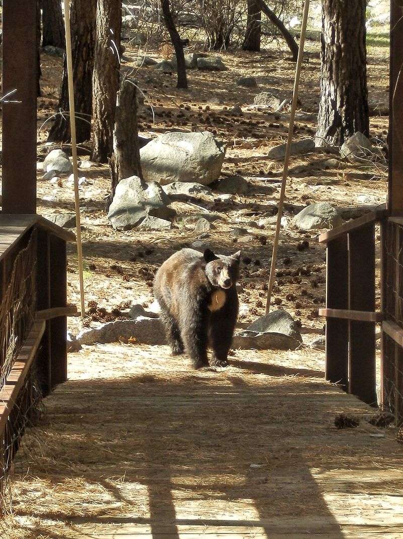 Kings Canyon National Park, Hume, California