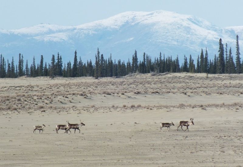 Kobuk Valley National Park, Kotzebue, Alaska Kobuk Valley National Park, Kotzebue, Alaska