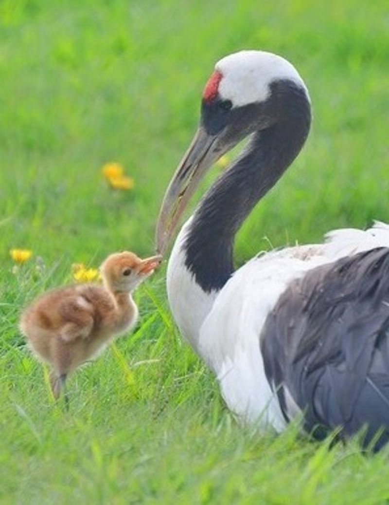 Kushiro City Red-Crowned Crane Natural Park, Kushiro, Hokkaido, Japan Kushiro City Red-Crowned Crane Natural Park, Kushiro, Hokkaido, Japan