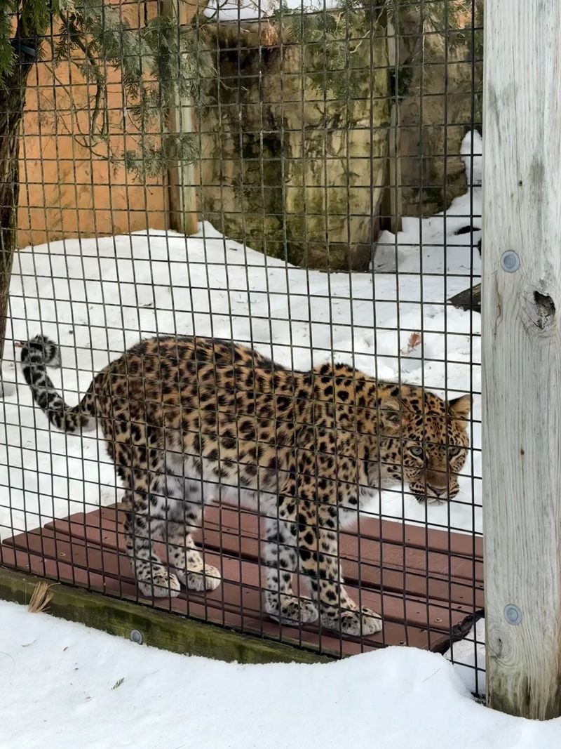 Lacey the Amur Leopard and Other Rare Faces Lacey the Amur Leopard and Other Rare Faces