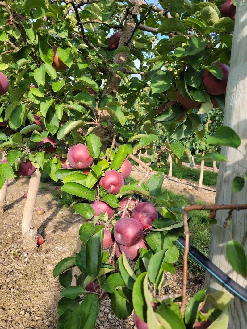 Lakeland Orchard & Cidery, Scott Township, Pennsylvania Lakeland Orchard & Cidery, Scott Township, Pennsylvania