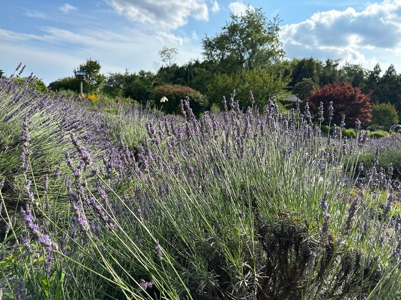 Lavender Fields at Warrington Manor LLC, Milton, Delaware Lavender Fields at Warrington Manor LLC, Milton, Delaware