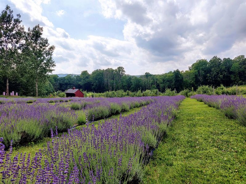Lavender Rows Made For Slow Summer Photos Lavender Rows Made For Slow Summer Photos