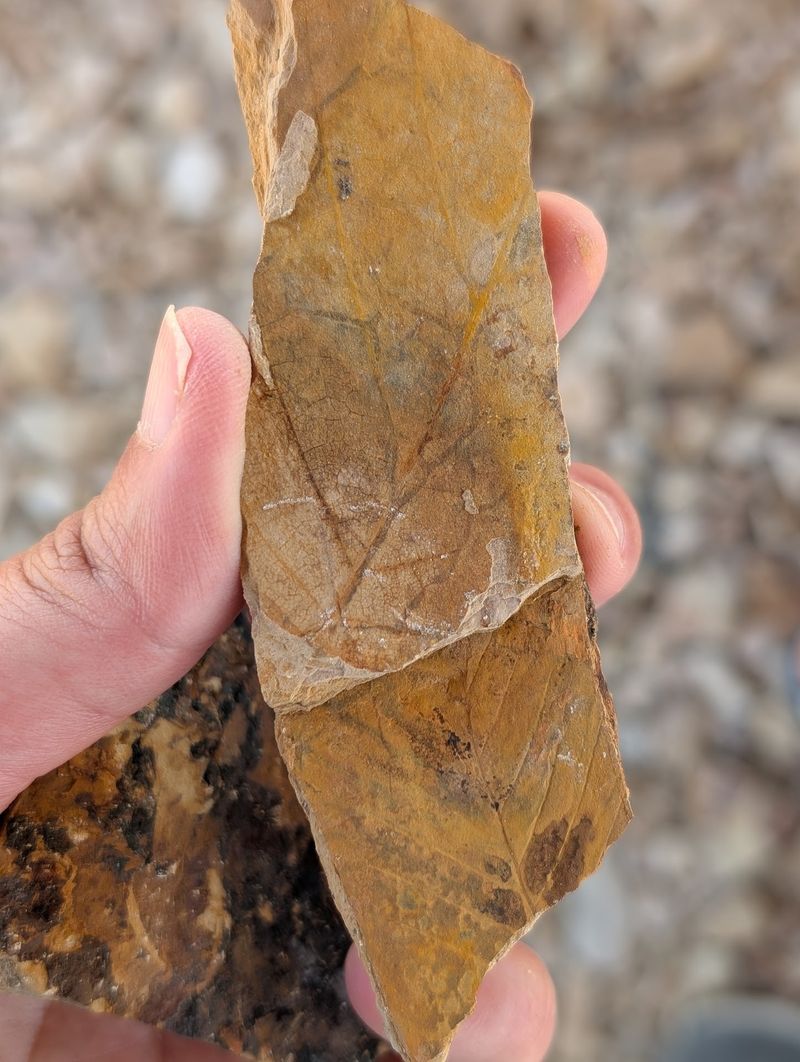 Leaf Imprints Frozen in Stone Leaf Imprints Frozen in Stone