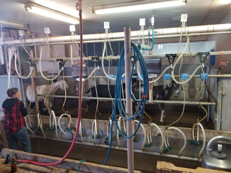Learning How Goat Cheese Happens