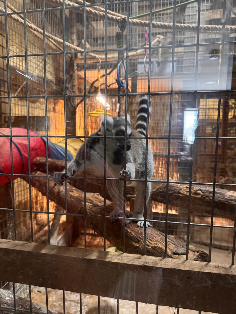 Lemurs, Fruit Bats, and the Animals You Never Expected to Touch