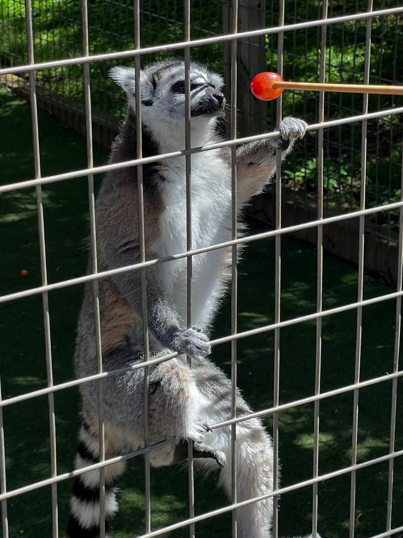 Lemurs, Monkeys, and a Whole Lot of Grapes