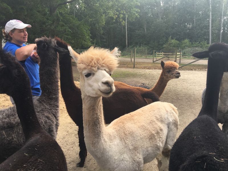Lessons Wrapped in Fleece Lessons Wrapped in Fleece