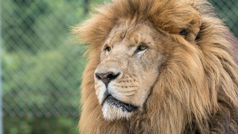Lions That Actually Roar for You Lions That Actually Roar for You