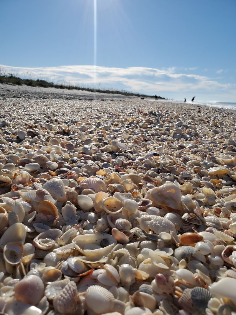 Little Black Fossils Waiting in the Sand