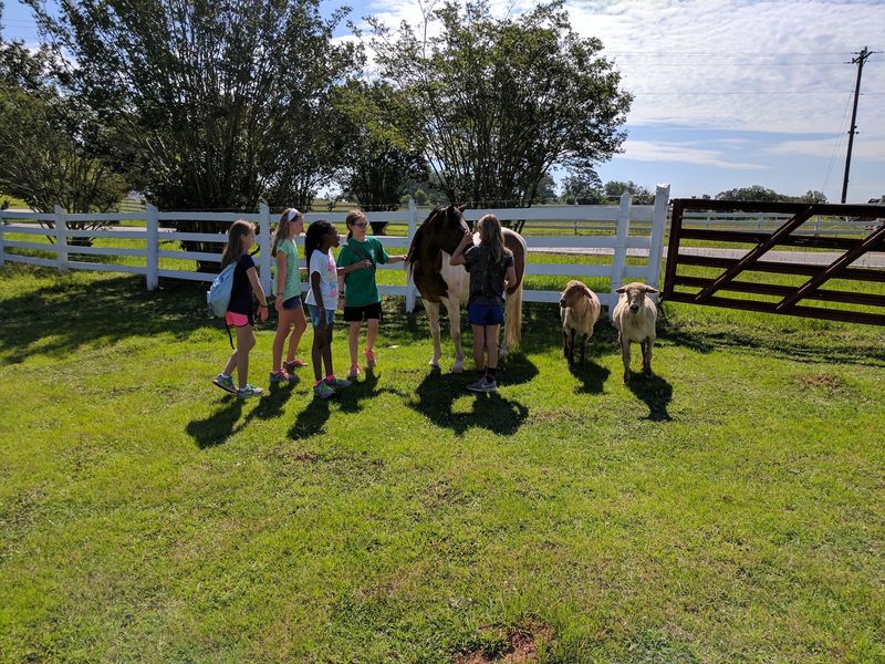 Little Hands and Hungry Farm Animals Little Hands and Hungry Farm Animals