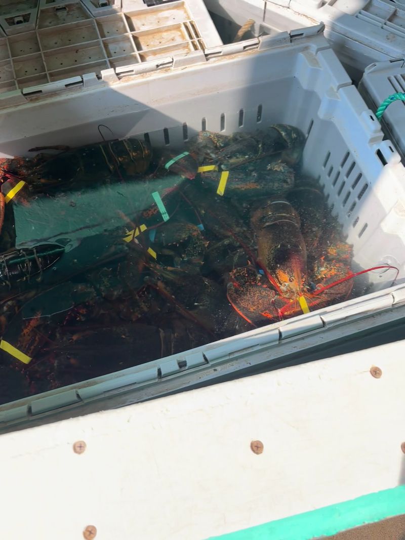 Live Lobsters and a Longtime Local Staple Live Lobsters and a Longtime Local Staple