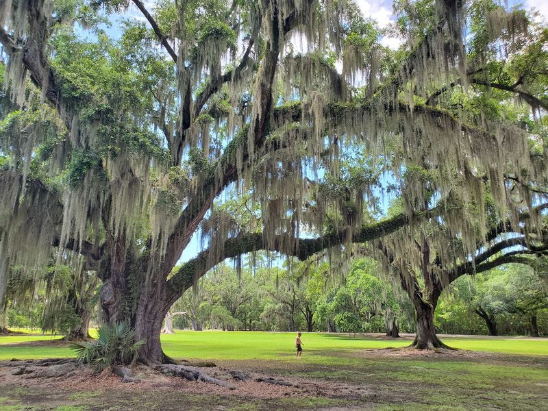 Live Oaks Draped in Spanish Moss