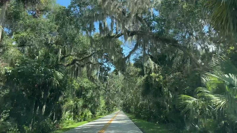 Live Oaks Give the Route Its Most Memorable Shade