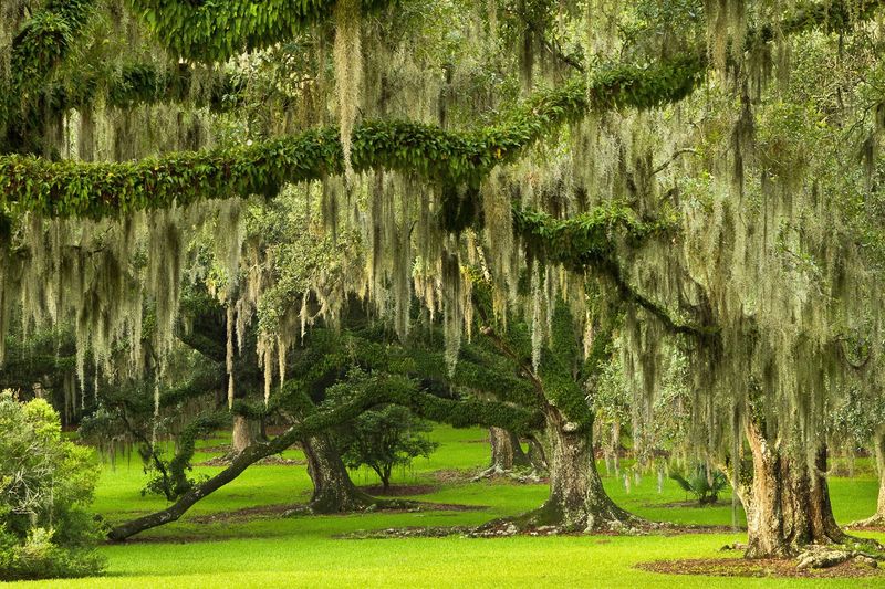 Live Oaks and Curtains of Spanish Moss Live Oaks and Curtains of Spanish Moss