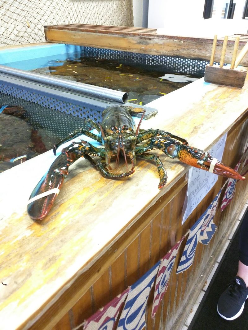 Lobster That Draws A Loyal Following Lobster That Draws A Loyal Following